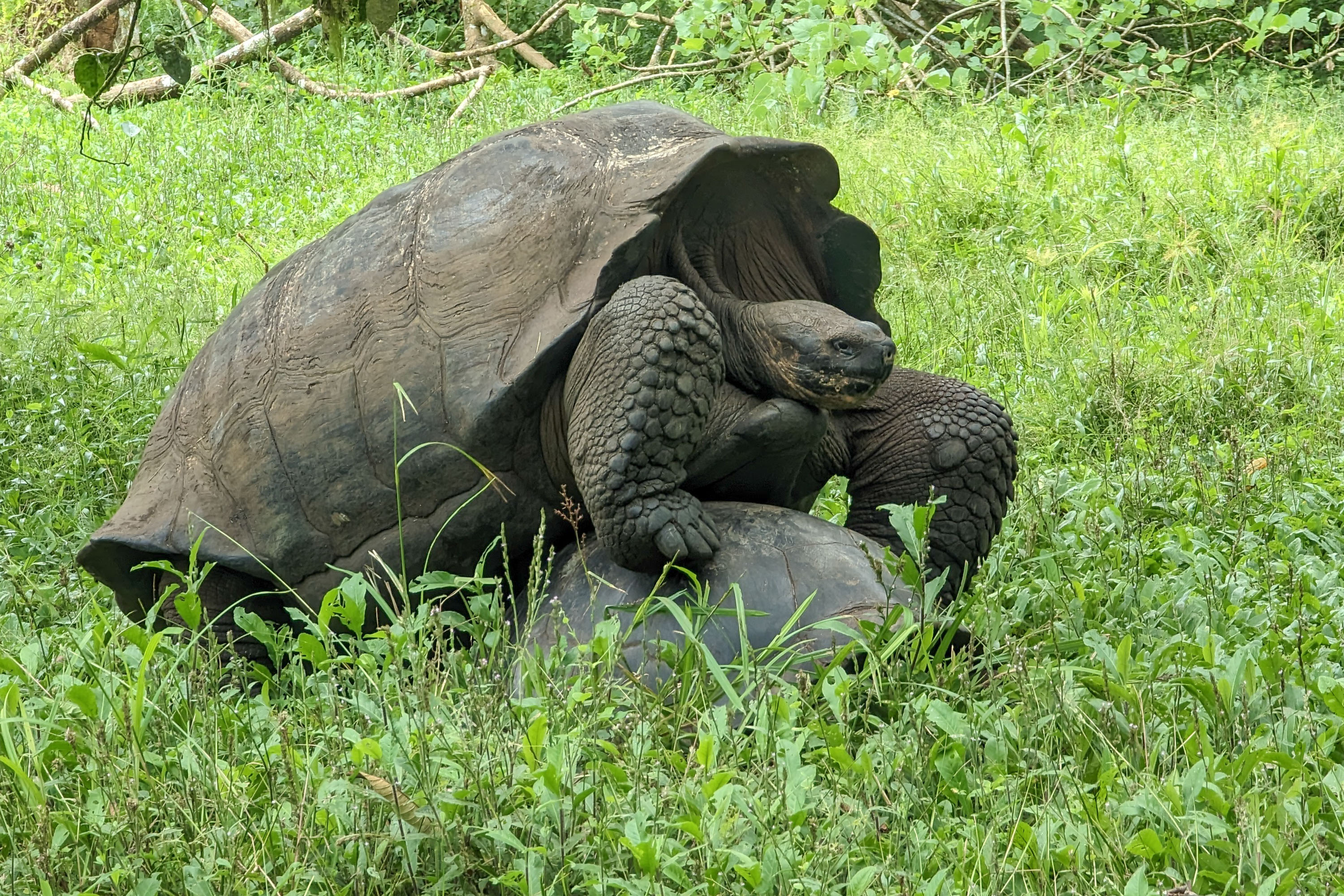Mating Giant Domed Tortoises