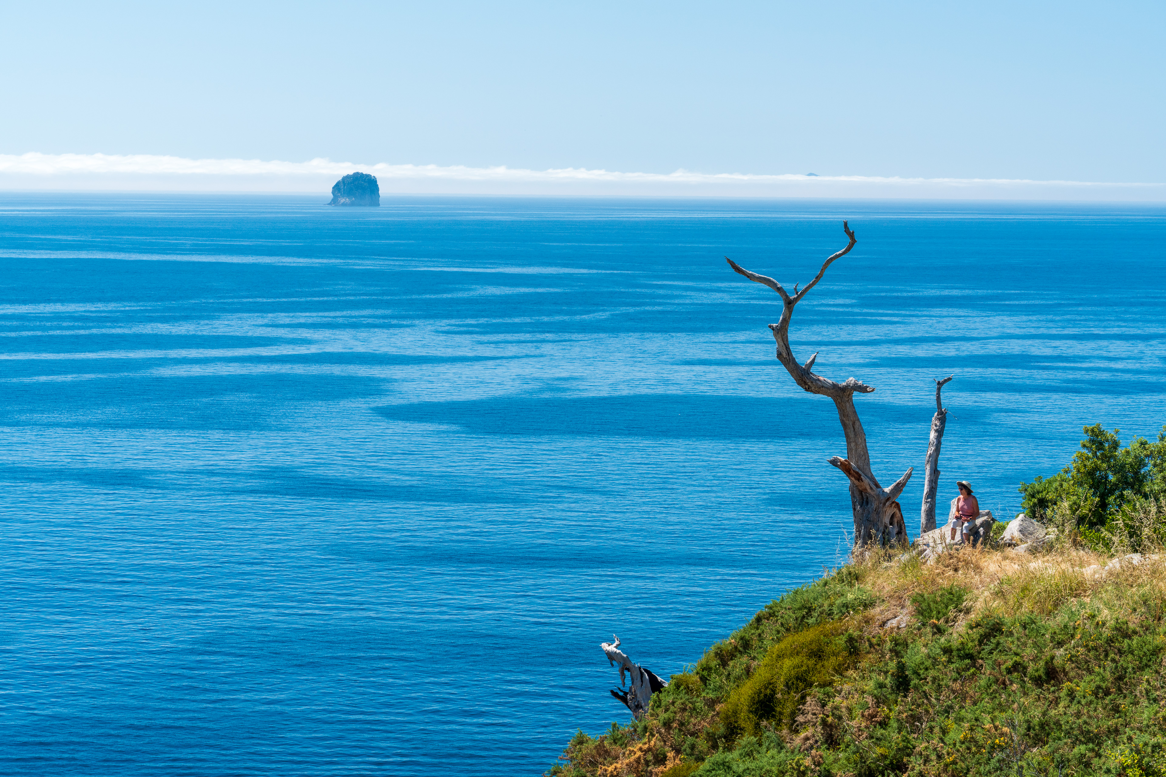 Ghost Tree Te Pare Summit