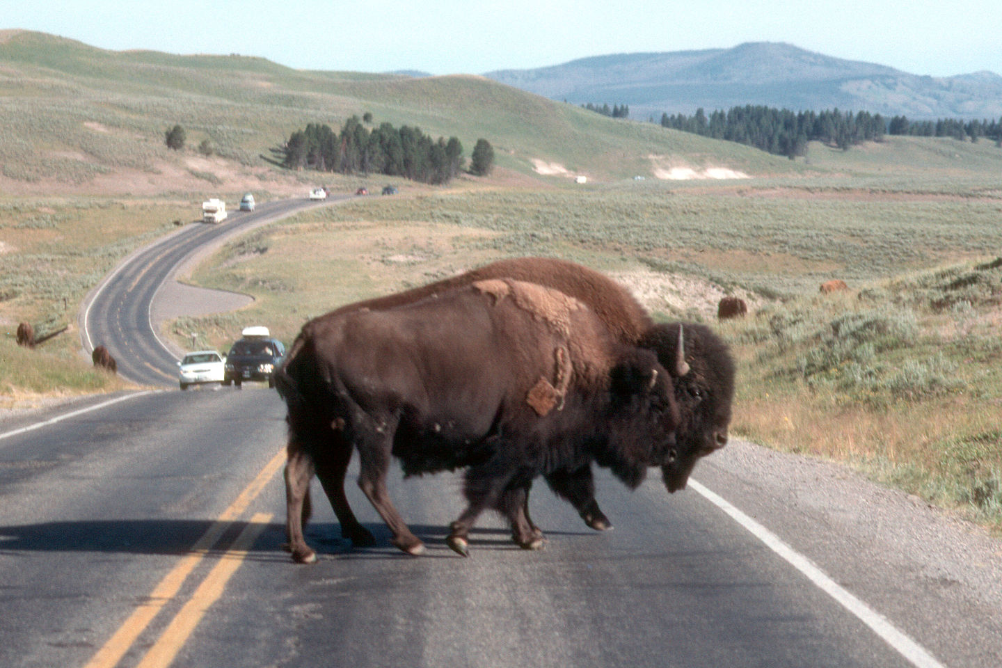 Why does the Bison cross the road?