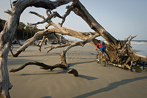 Andrew biking under tree on beach