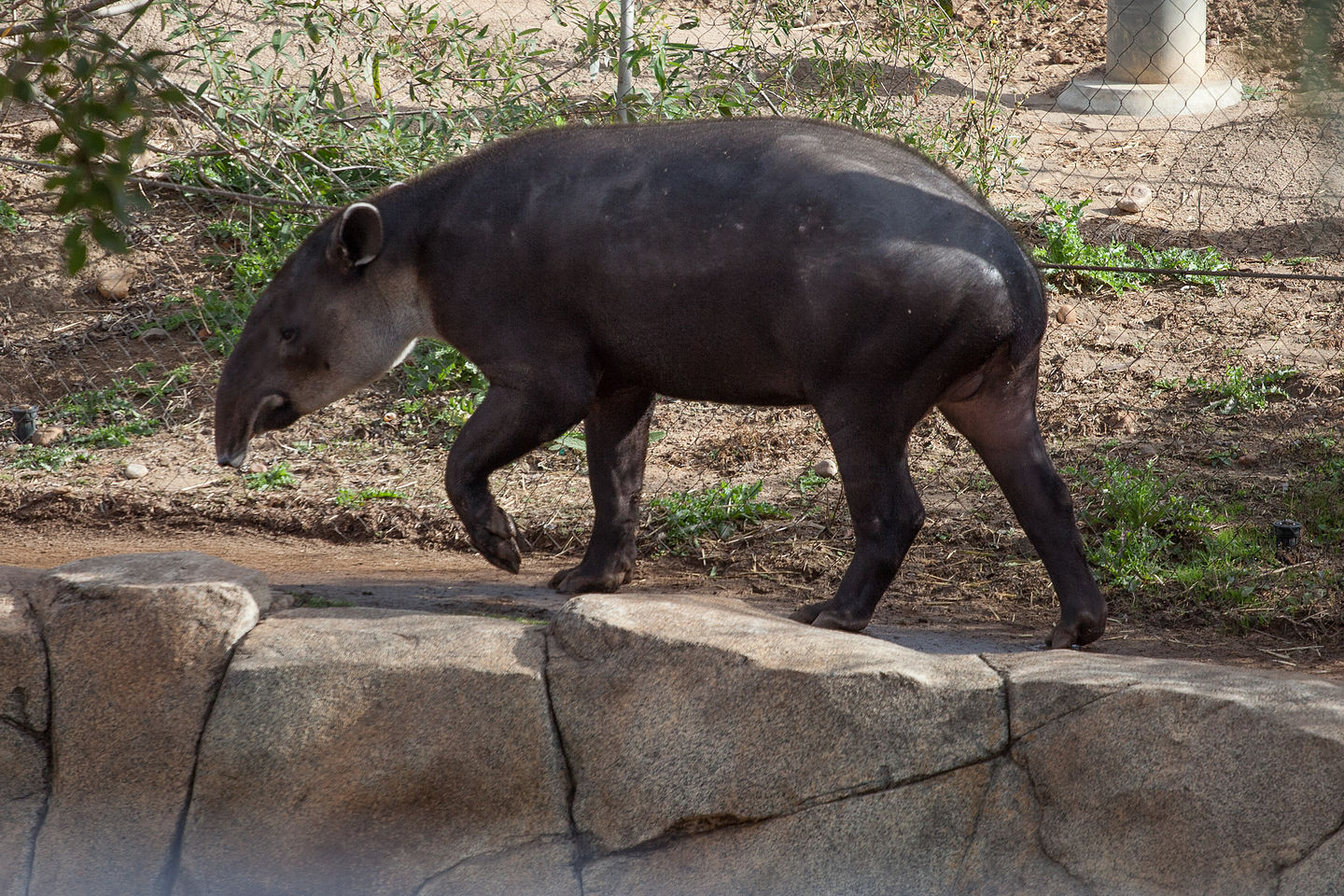 Baird's Tapir