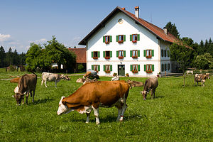 Cows grazing near the Wieskirche