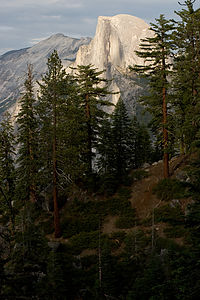 Half Dome and pine trees from Four Mile Trail