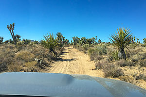 Joshua trees along the Mojave Road