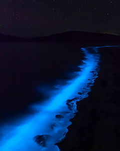Bioluminescent plankton along El Playa Requeson