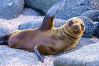 Fur Seals bidding us farewell
