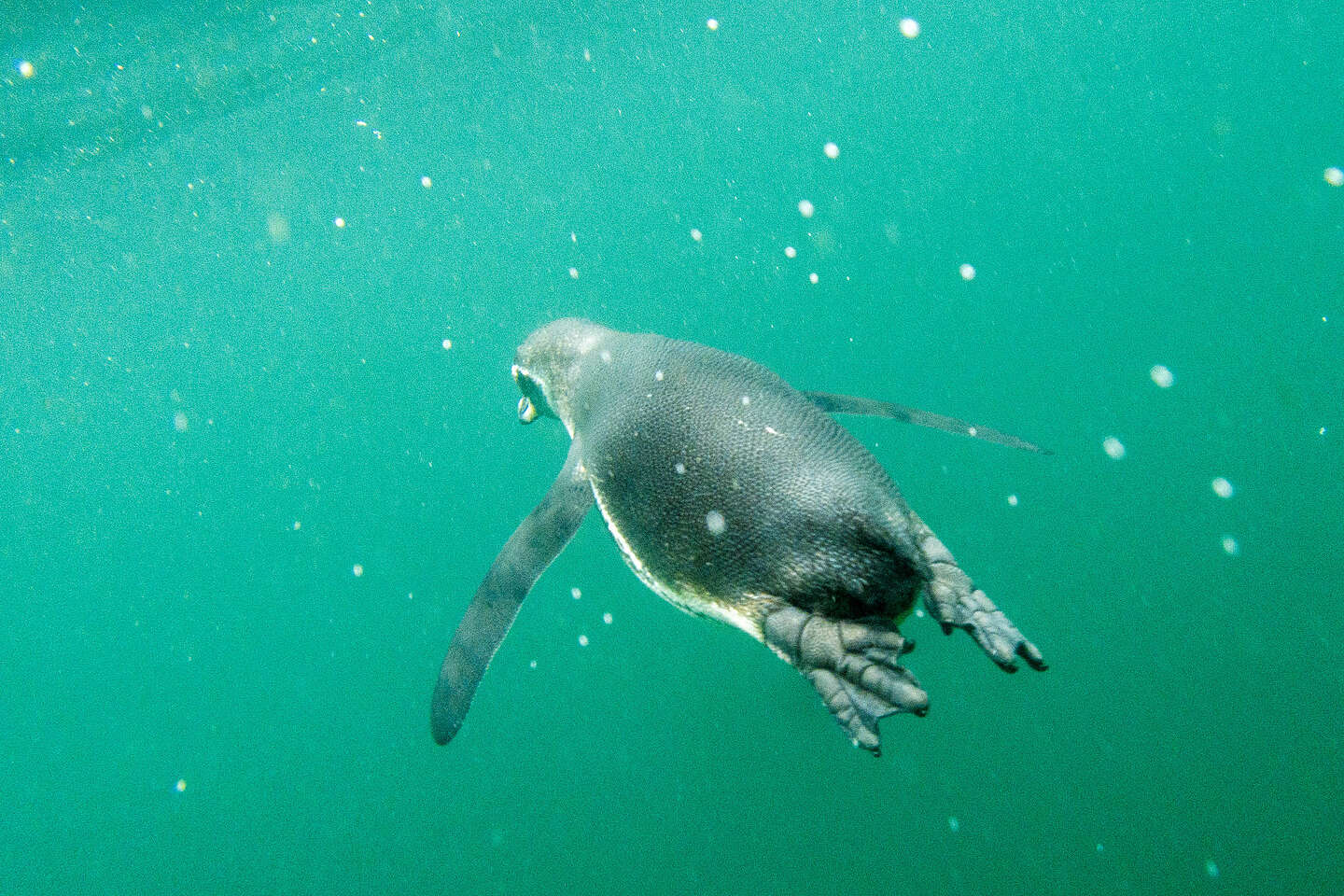 Snorkeling with the penguins