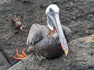 Serious looking pelican