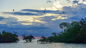 Sunset in the mangroves