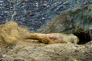 Land Iguana digging his burrow