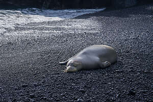 Monk Seal on Black Sand Beach