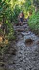 The muddy Kalalau trail 