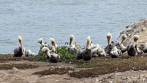 Pelicans of Bird Island