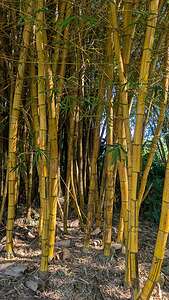 Bamboo Forest