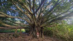 Pipiwai Banyon Tree