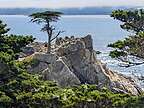 Lone Cypress Tree